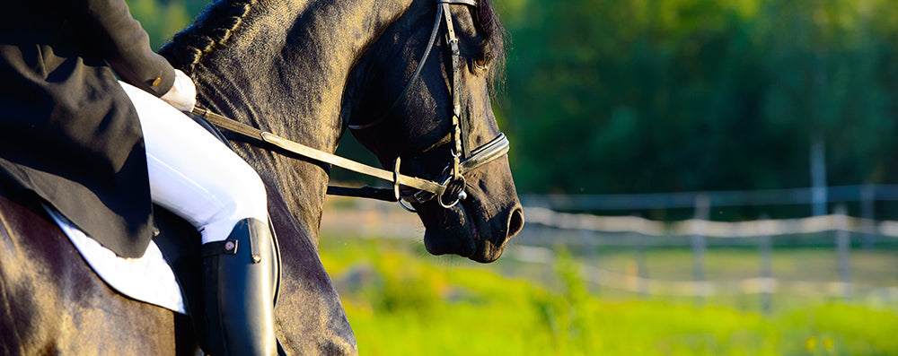 Equestrian Rider Photo cropped to see rider holding the reins of a black horse.