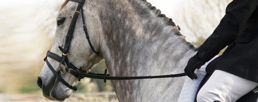 Gray horse with a rider wearing a black jacket and white pants, standing on a blurred background